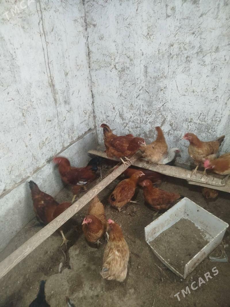 towuklar 8 ay dolgan - Дашогуз - img 3