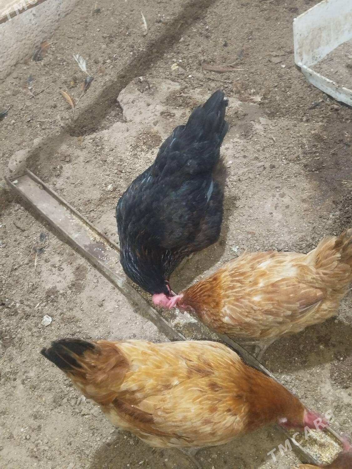 towuklar 8 ay dolgan - Дашогуз - img 5