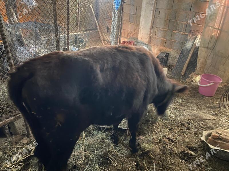 tuwe - Багир - img 3