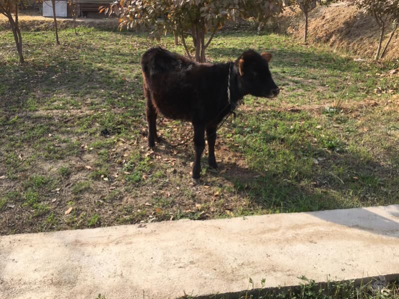 Swes gulajyn gole - Sakarçäge - img 3