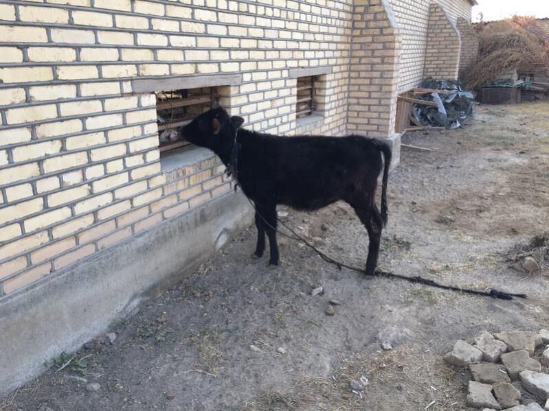 Swes gulajyn gole - Sakarçäge - img 9