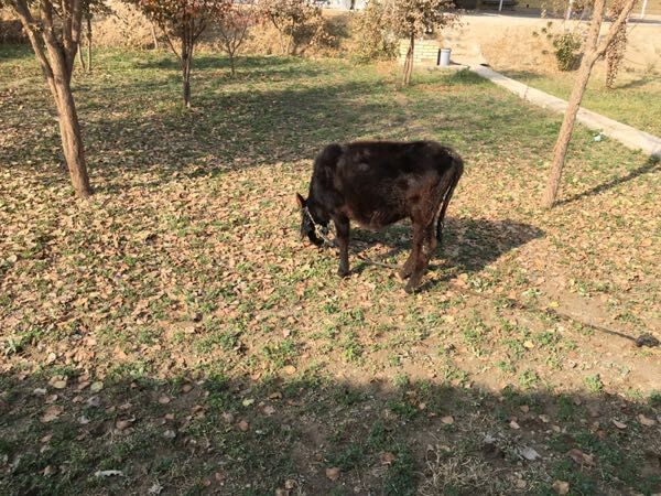 Swes gulajyn gole - Sakarçäge - img 6