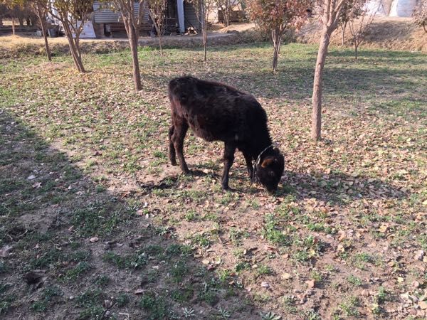 Swes gulajyn gole - Sakarçäge - img 8