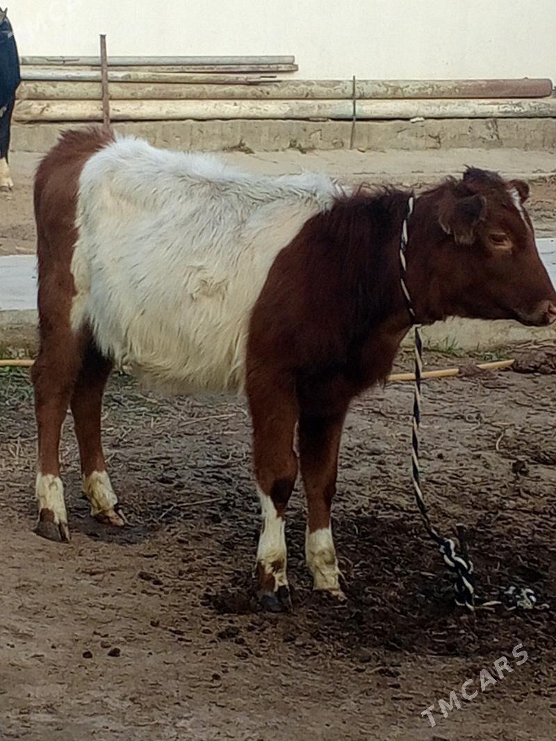 Tohum tuwe - Aşgabat - img 7