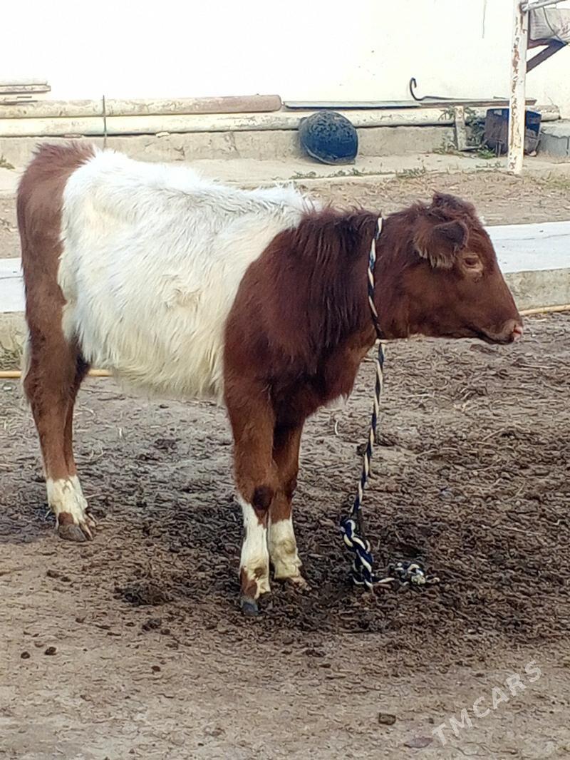 Tohum tuwe - Aşgabat - img 5