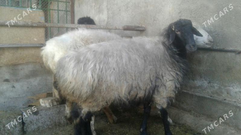 bakylan goyun - Aşgabat - img 1