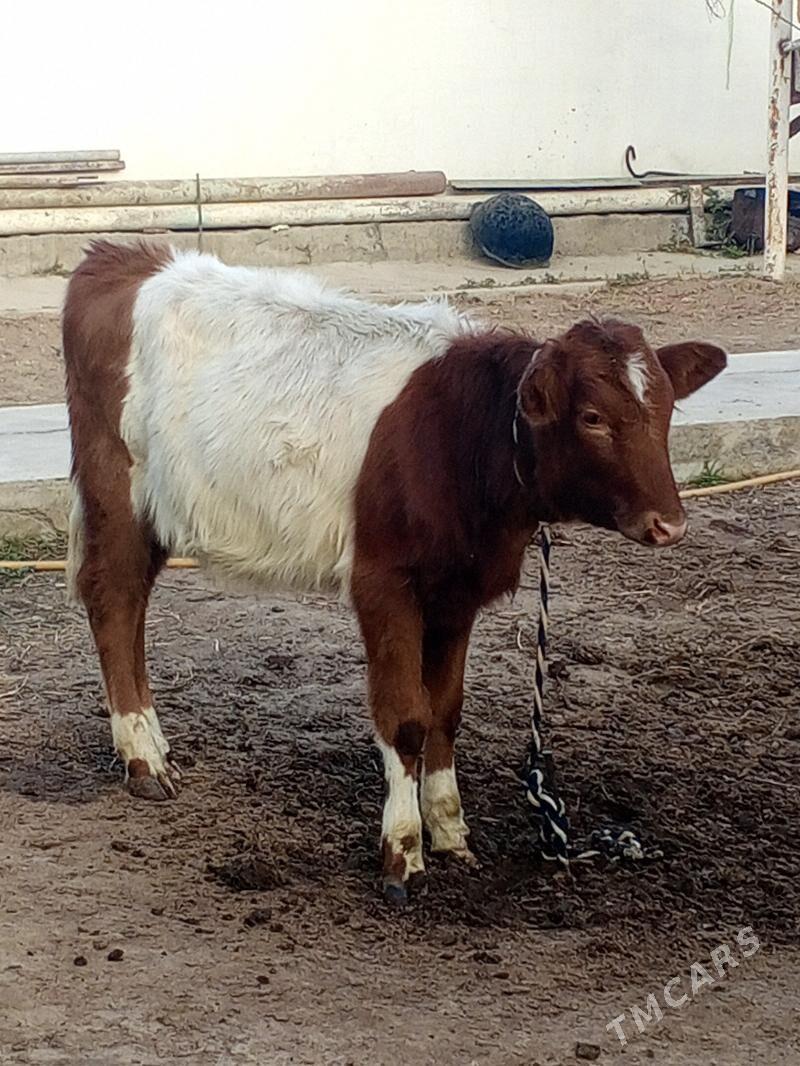 Tohum tuwe - Aşgabat - img 2