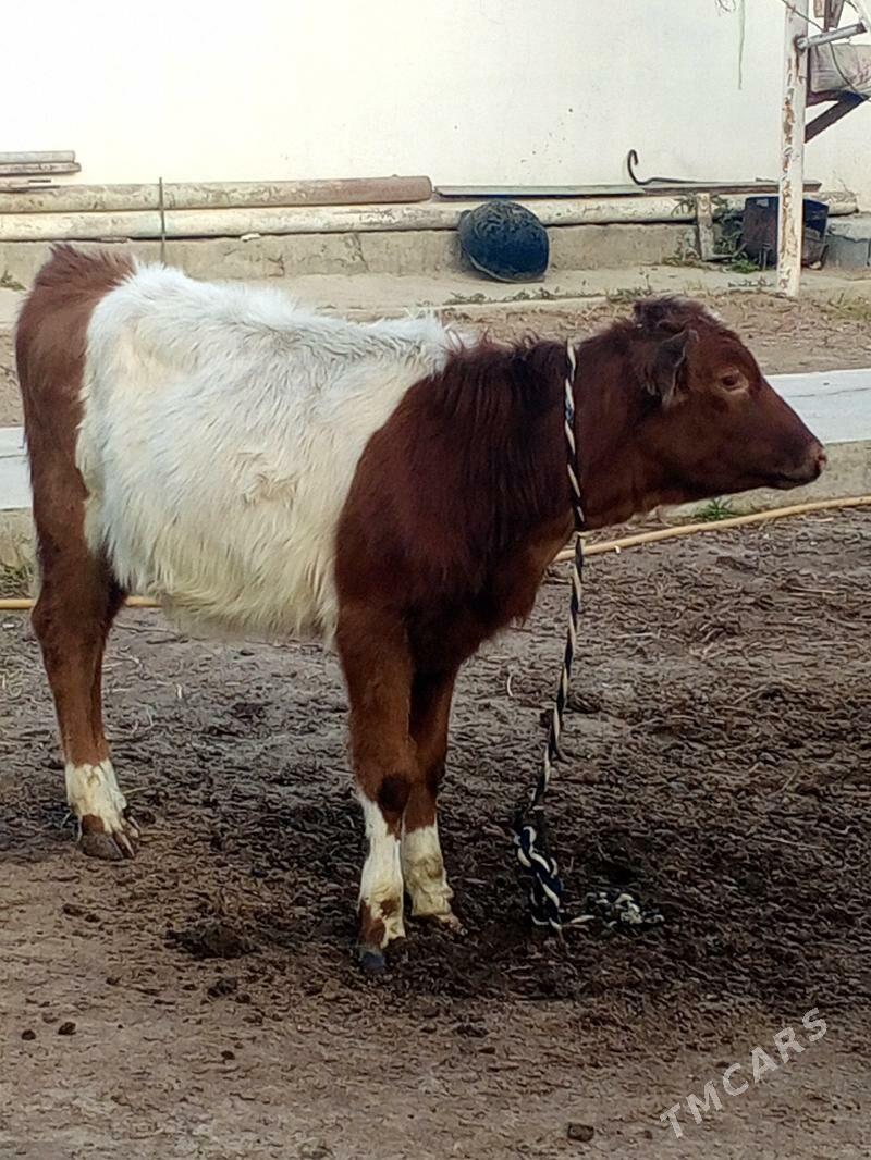 Tohum tuwe - Aşgabat - img 6