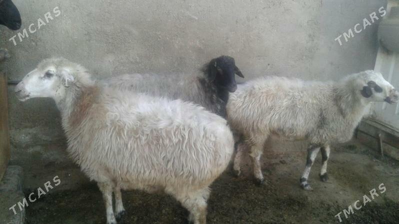 bakylan goyun - Aşgabat - img 3