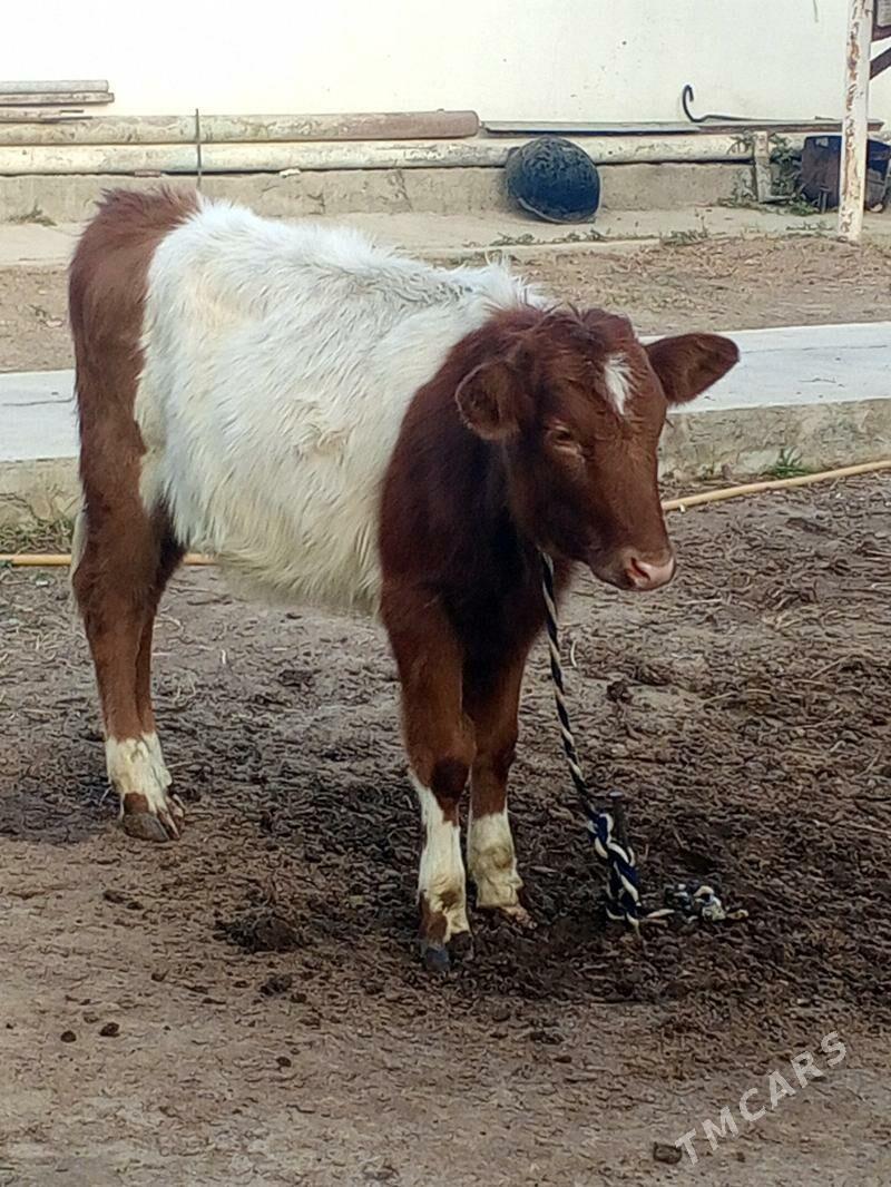 Tohum tuwe - Aşgabat - img 4