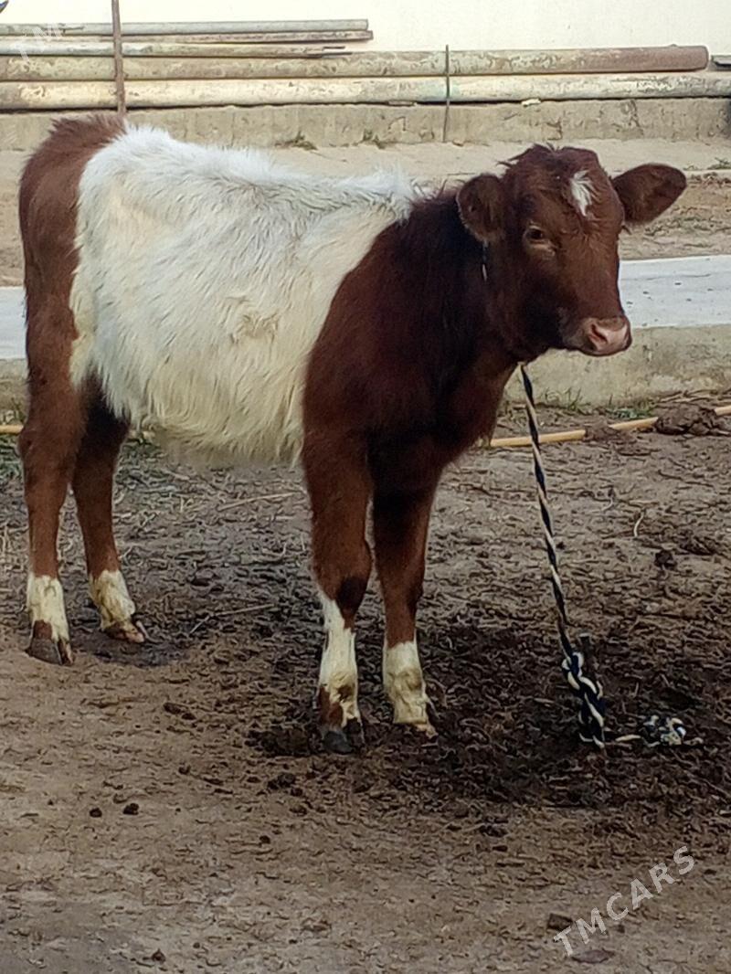 Tohum tuwe - Aşgabat - img 3