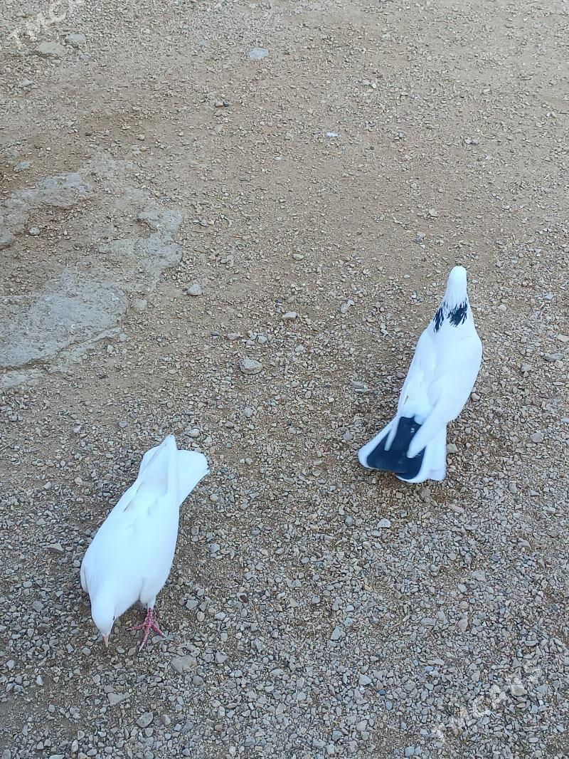 Kepderi - Balkanabat - img 4