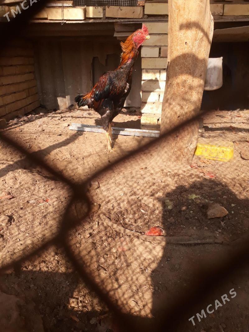 baýsy - Сакарчага - img 3