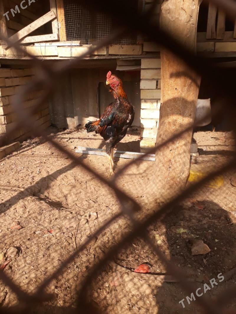 baýsy - Сакарчага - img 2