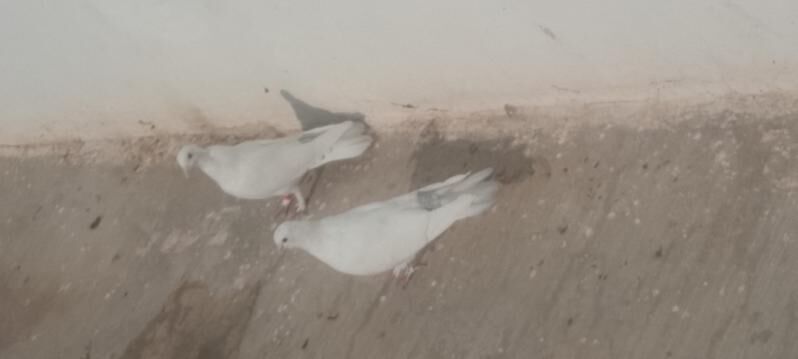 kepderi - Çoganly - img 2