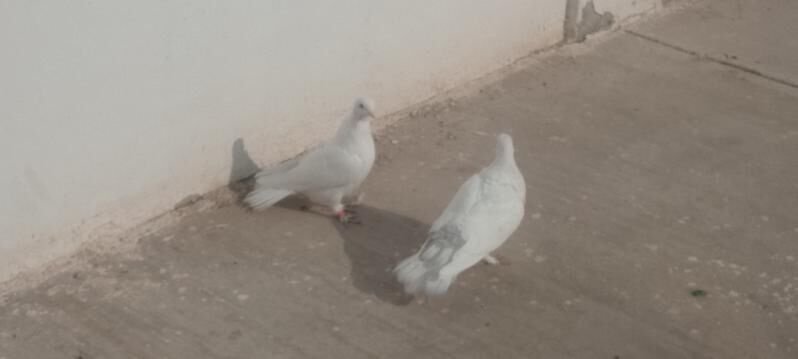 kepderi - Çoganly - img 3