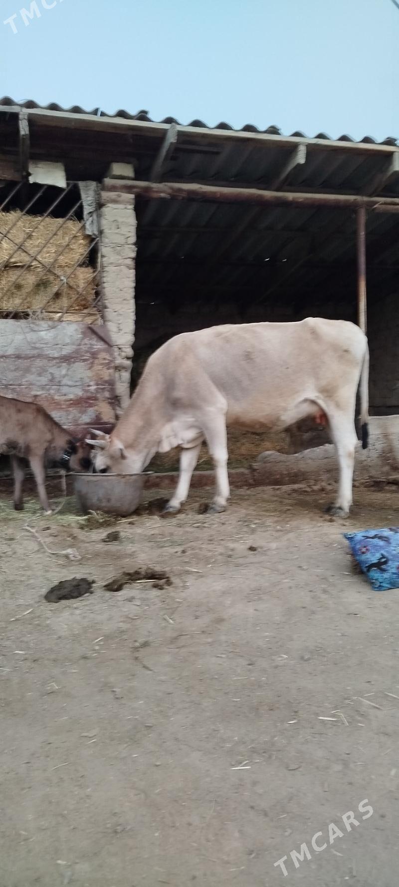 gøleli sygyr - Бахарден - img 3