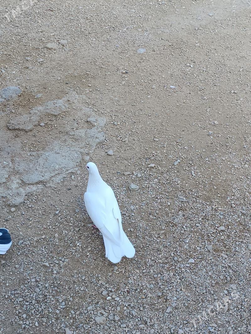 Kepderi - Balkanabat - img 3