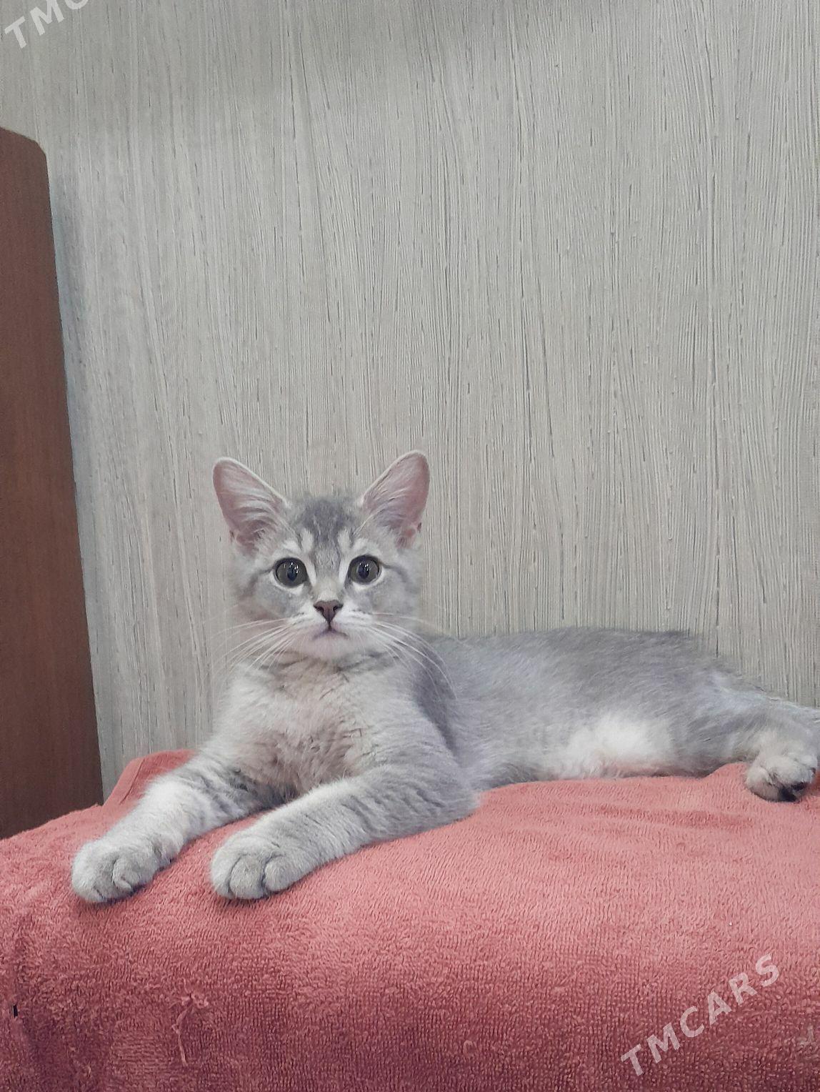 шотландский шиншилла - Ашхабад - img 10