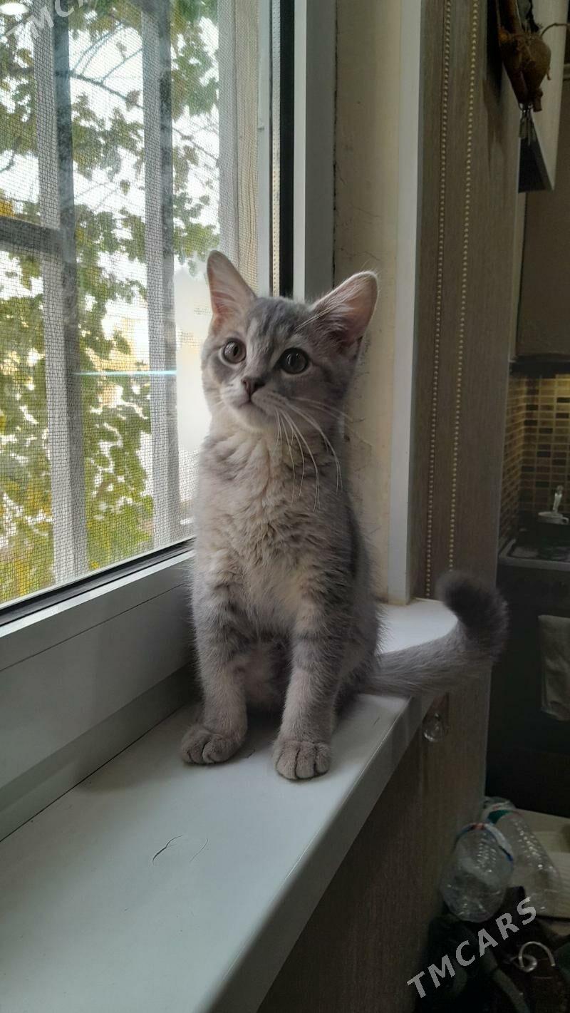 шотландский шиншилла - Ашхабад - img 6