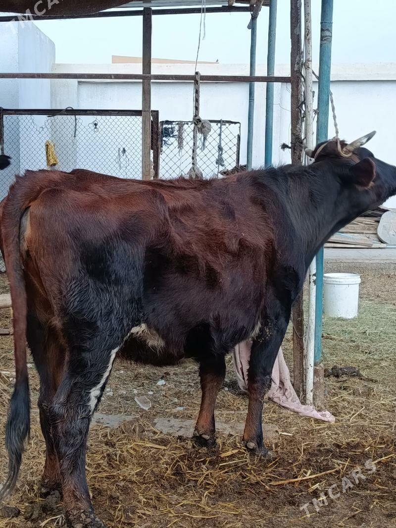 yetik bogaz - Туркменабат - img 3