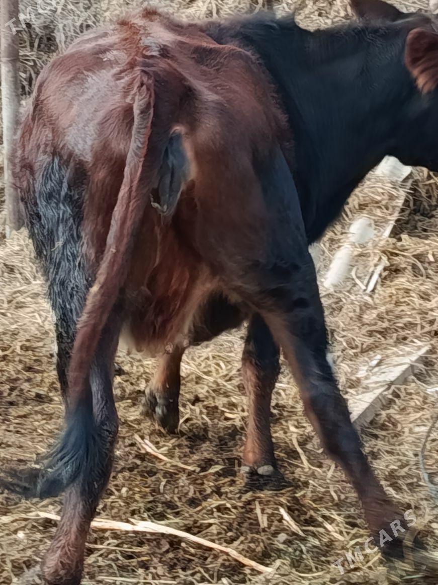 yetik bogaz - Туркменабат - img 5