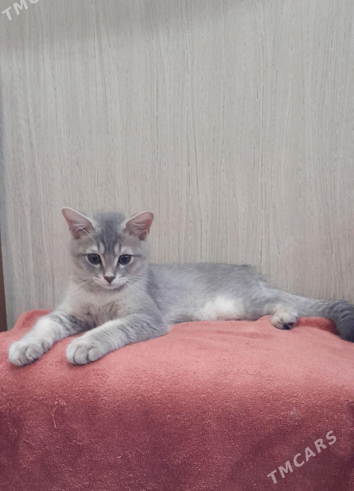 шотландский шиншилла - Ашхабад - img 9