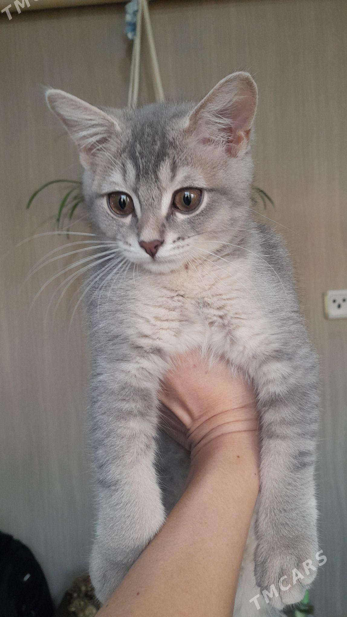 шотландский шиншилла - Ашхабад - img 4