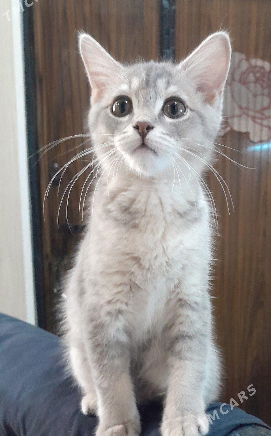 шотландский шиншилла - Ашхабад - img 7