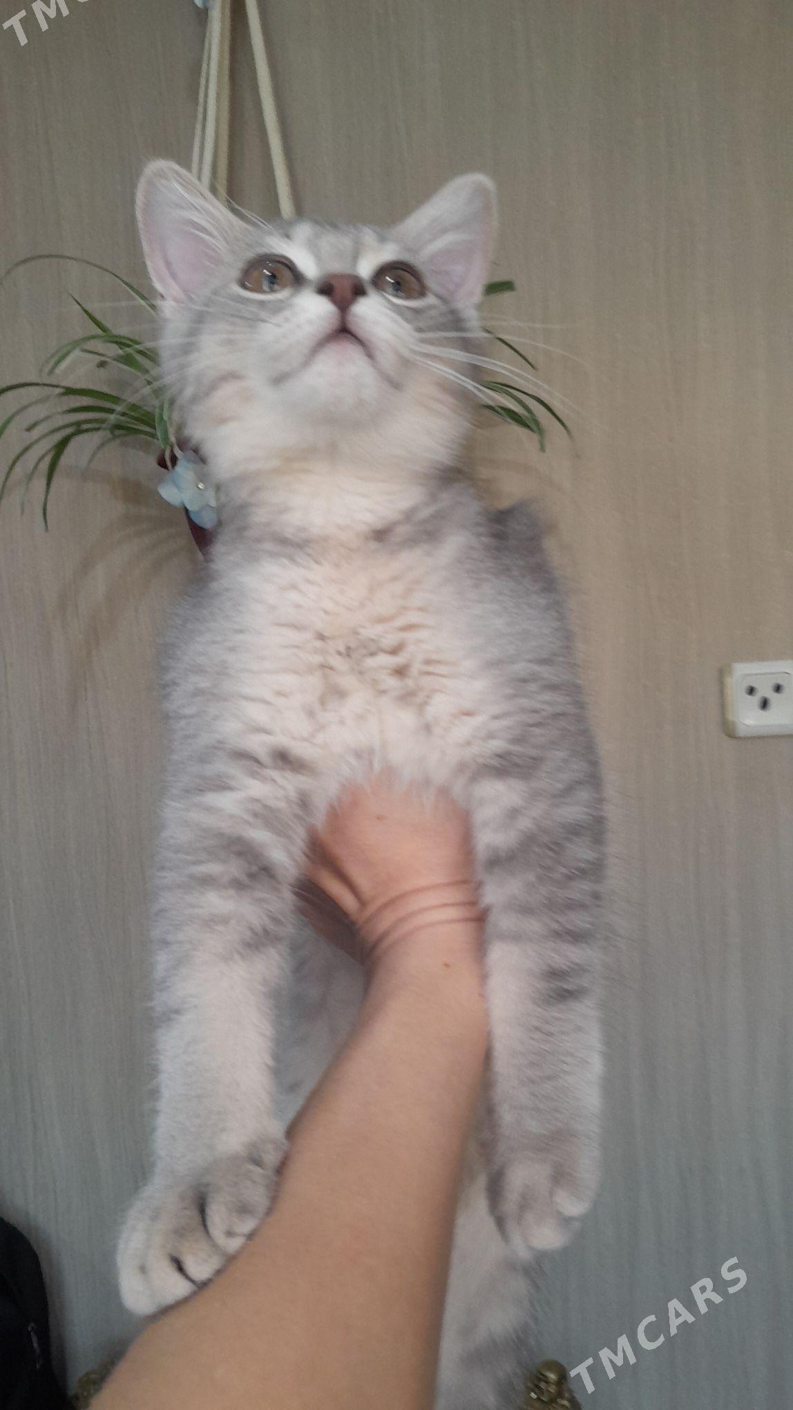 шотландский шиншилла - Ашхабад - img 3