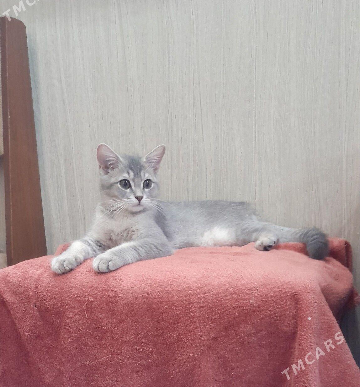 шотландский шиншилла - Ашхабад - img 8