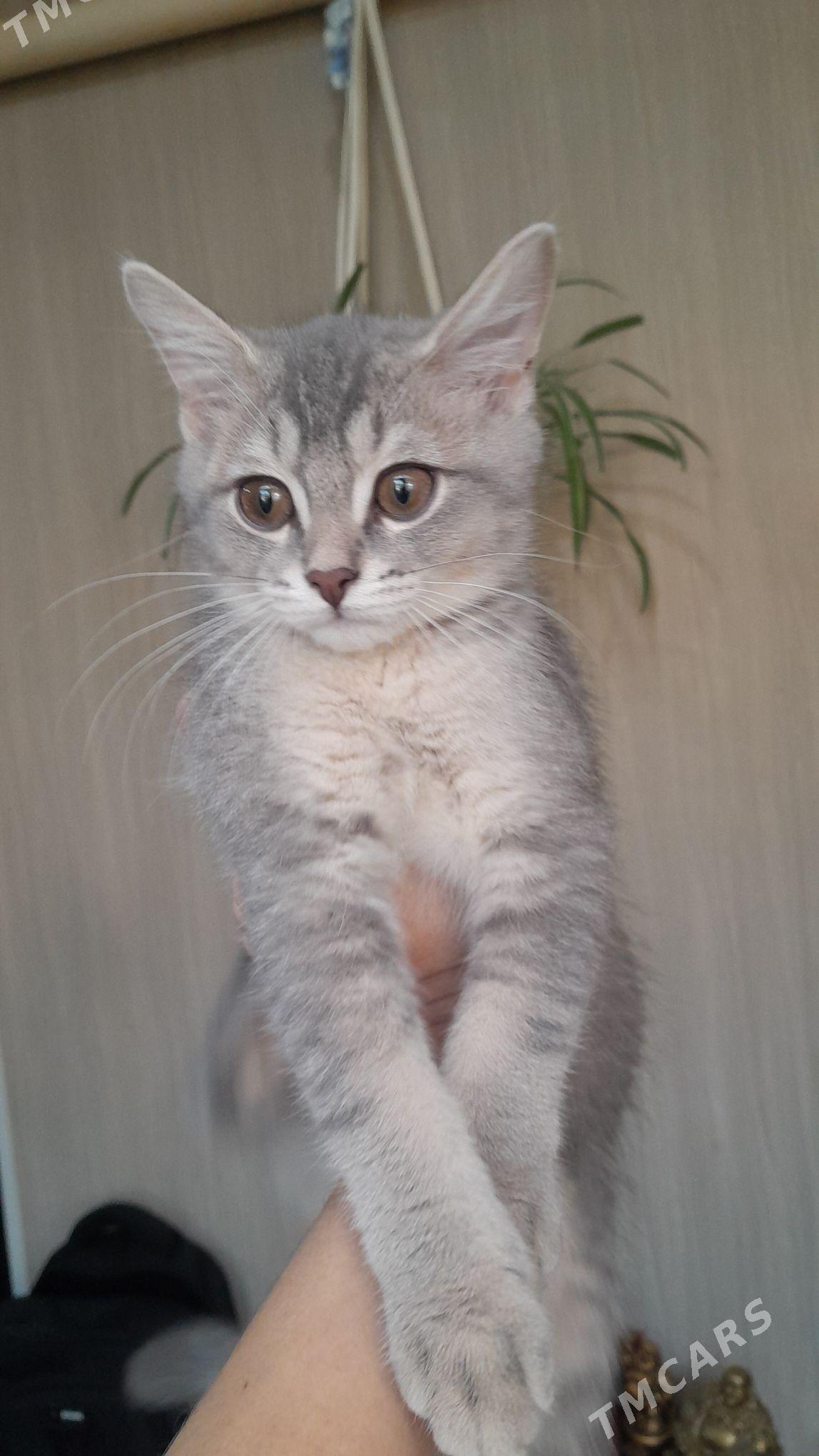 шотландский шиншилла - Ашхабад - img 2