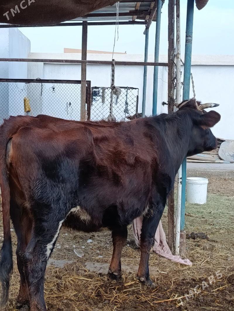 yetik bogaz - Туркменабат - img 4