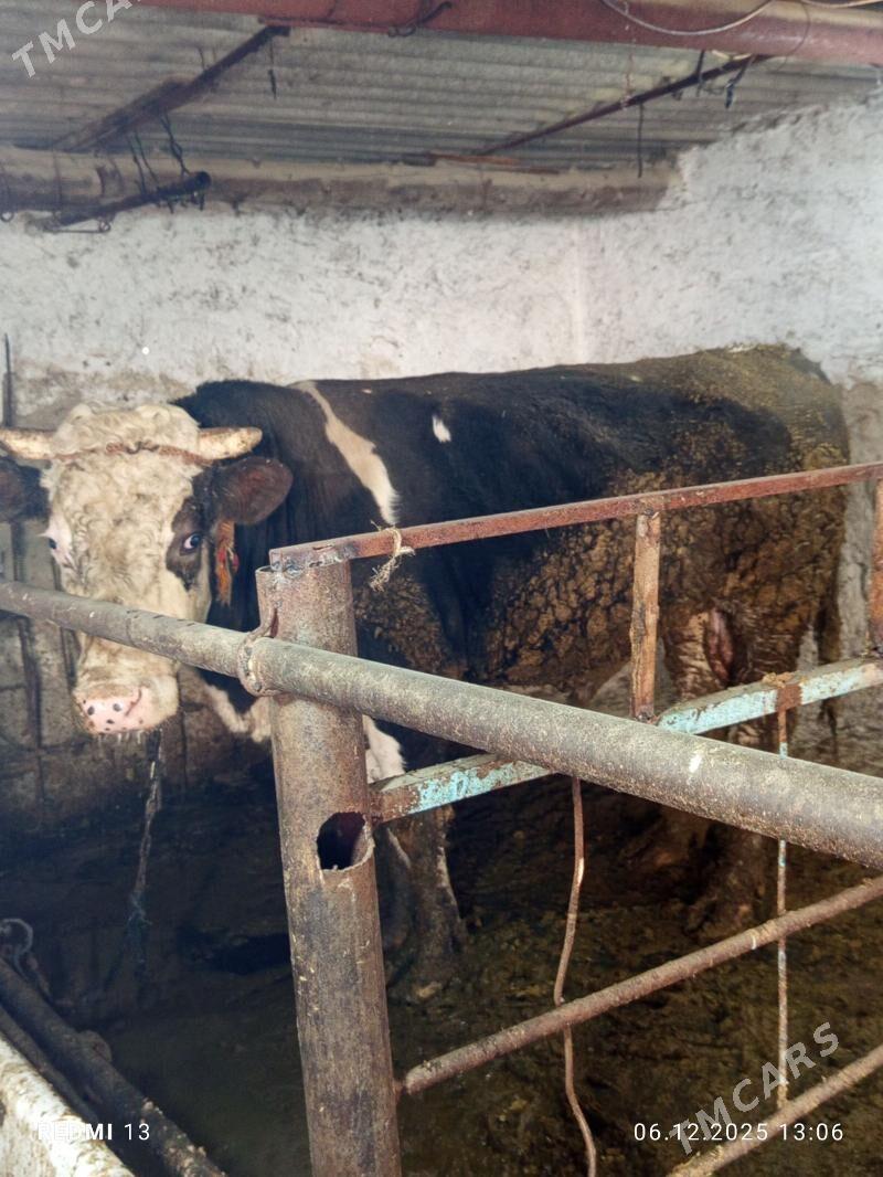 okuz - Bäherden - img 2