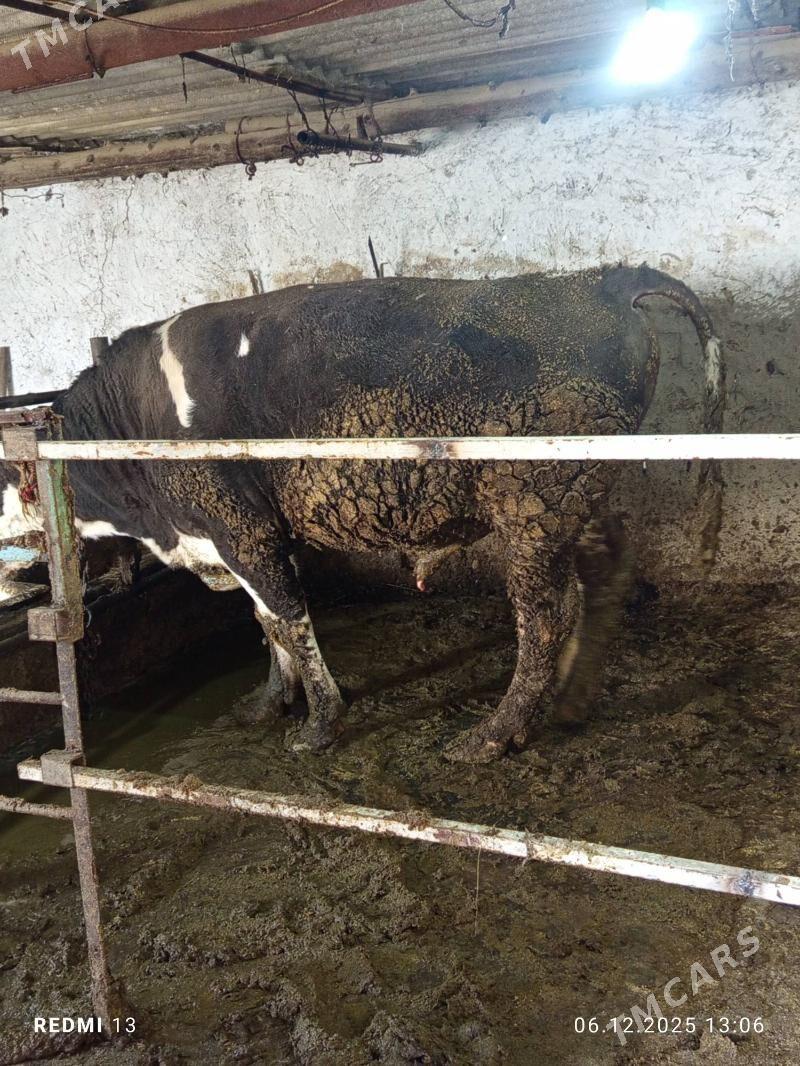 okuz - Bäherden - img 3