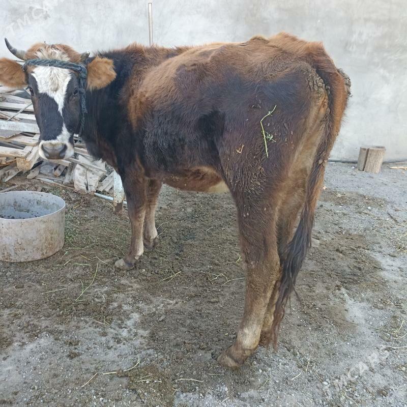 Sygyr  gysyr - Ак-Бугдайский этрап - img 3