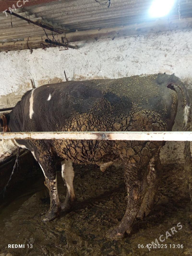 okuz - Bäherden - img 4