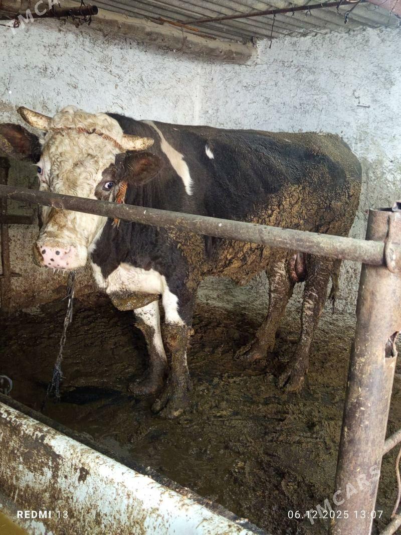 okuz - Bäherden - img 1