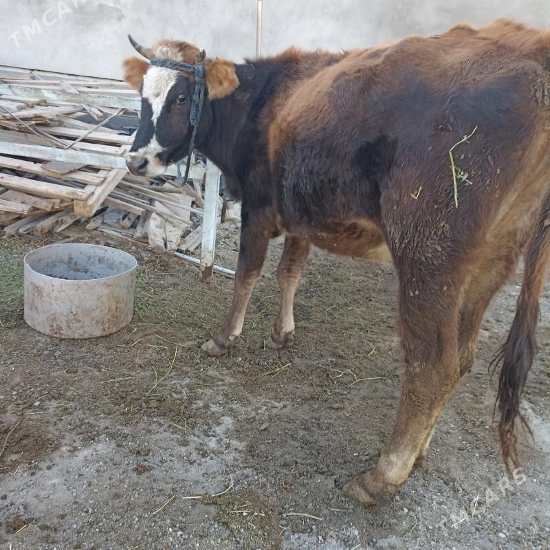 Sygyr  gysyr - Ак-Бугдайский этрап - img 2