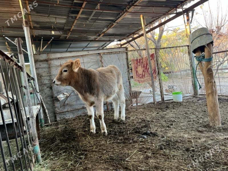 Tohum okuz - Ашхабад - img 2