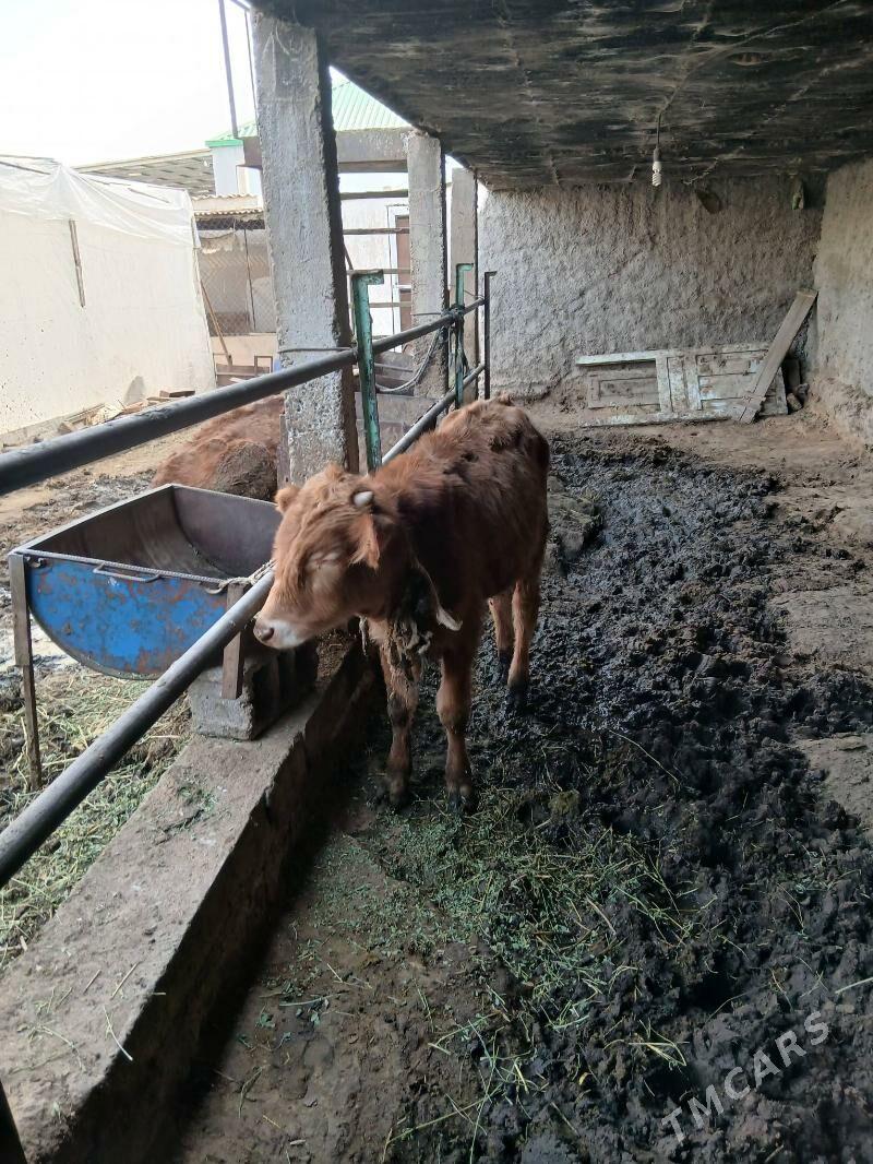 okuz - Ялкым - img 1