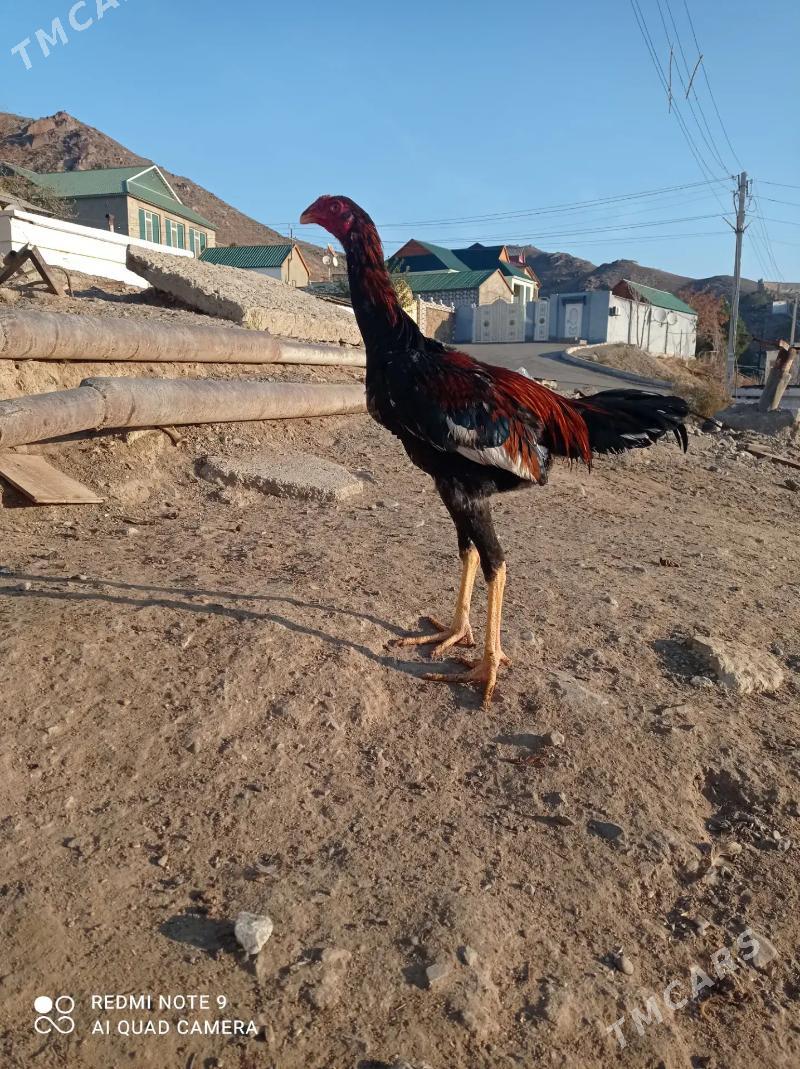 Takent horaz - Bäherden - img 2