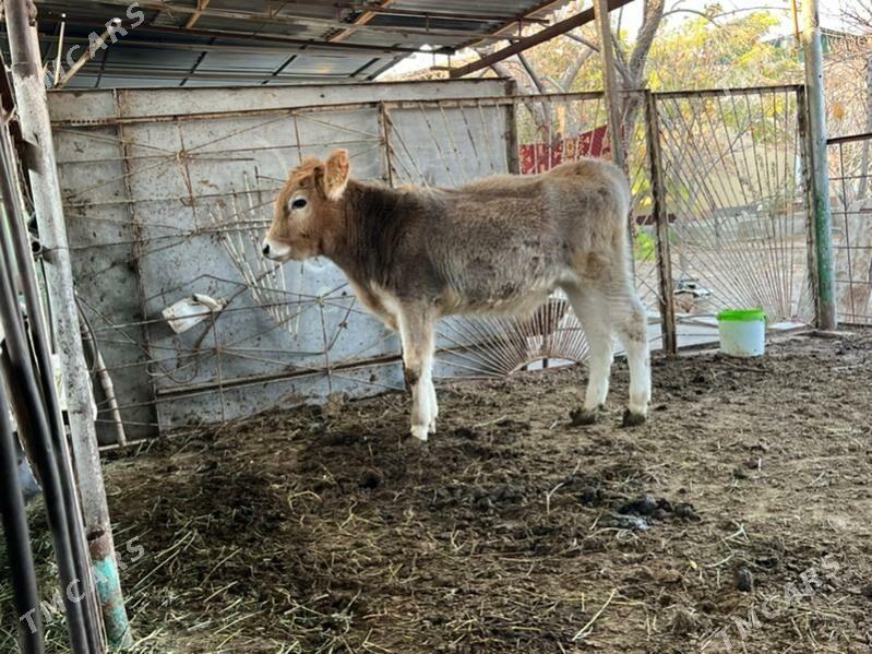 Tohum okuz - Ашхабад - img 6