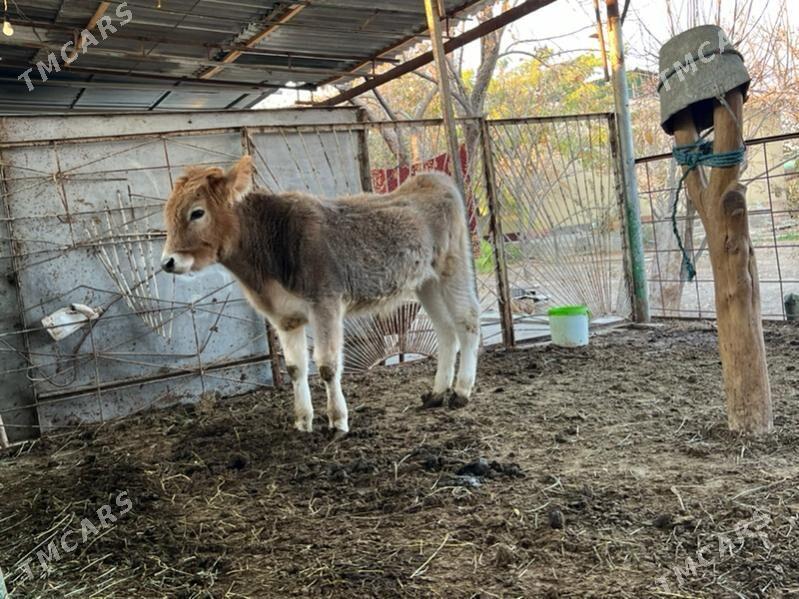 Tohum okuz - Ашхабад - img 4