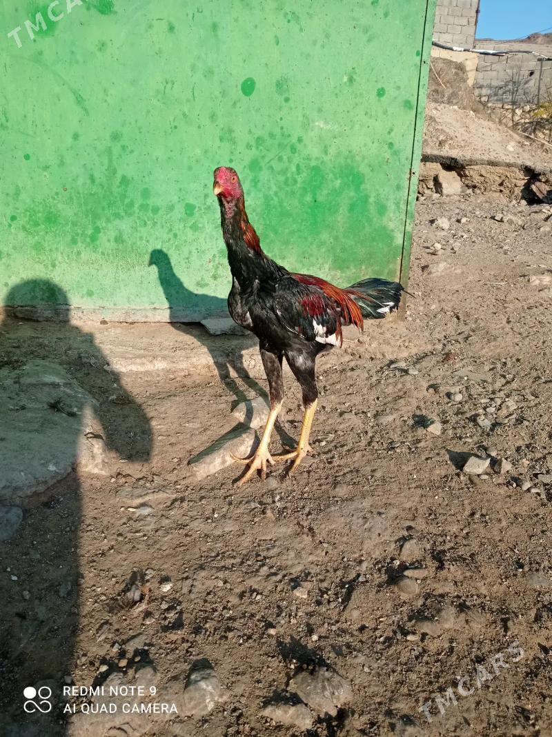 Takent horaz - Bäherden - img 5