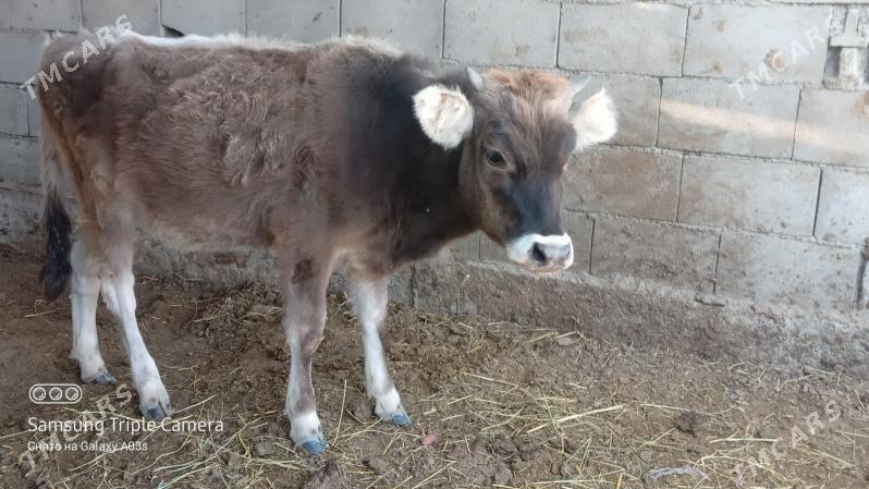 tuwe - Gökdepe - img 2