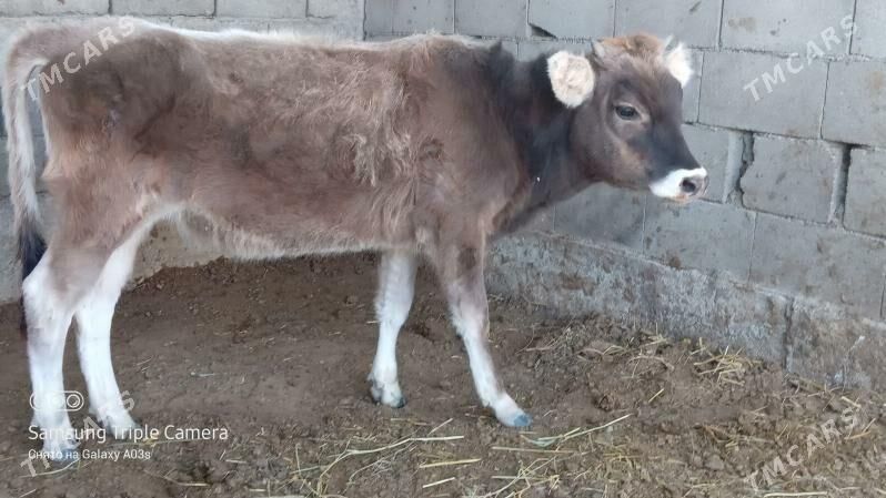 tuwe - Gökdepe - img 1