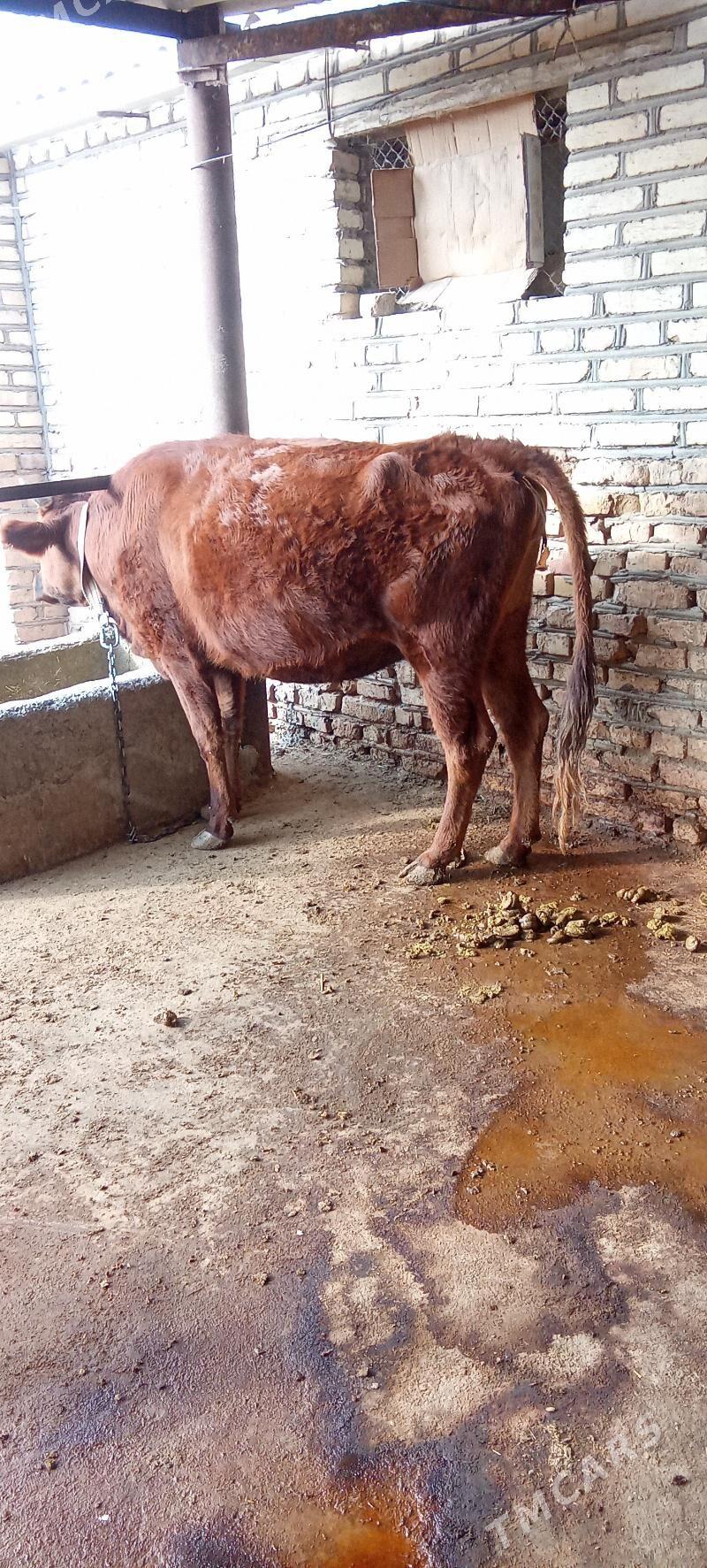 sygyr - Babadaýhan - img 4