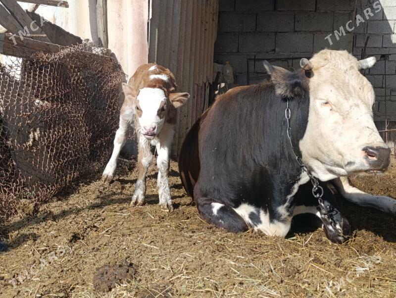 Göleli sygyr - Gökdepe - img 3