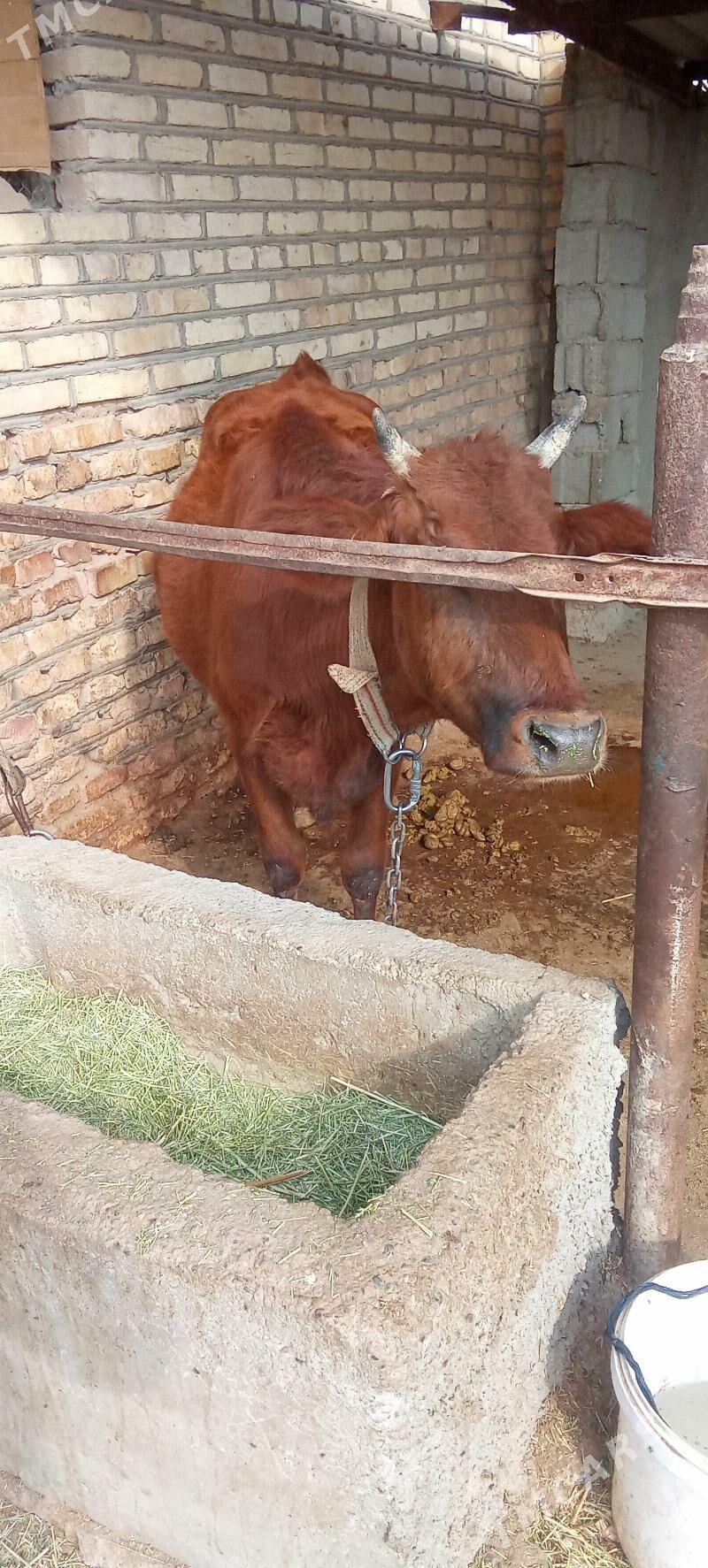 sygyr - Babadaýhan - img 2